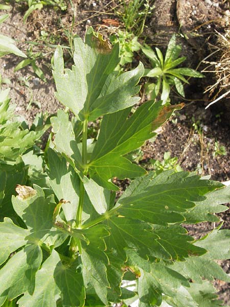Apium graveolens var. rapaceum \ Knollen-Sellerie, Wurzel-Sellerie / Celery Root, D Ubstadt 22.6.2013