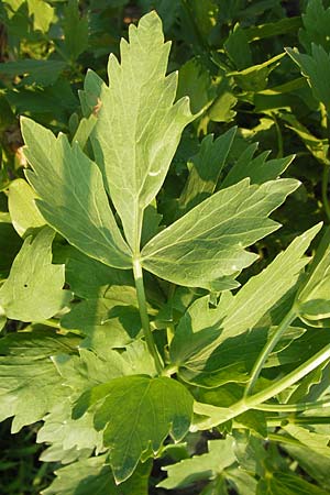 Apium graveolens var. rapaceum \ Knollen-Sellerie, Wurzel-Sellerie / Celery Root, D Ubstadt 5.7.2013