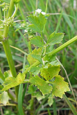 Apium graveolens \ Sellerie / Celery, D Ubstadt 5.7.2013