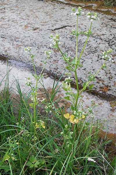 Apium graveolens \ Sellerie / Celery, D Ubstadt 5.7.2013