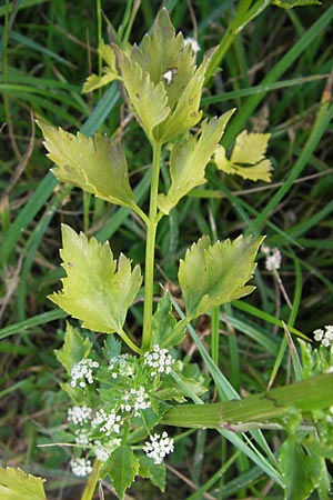Apium graveolens \ Sellerie / Celery, D Ubstadt 5.7.2013