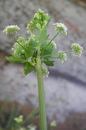 Apium graveolens \ Sellerie / Celery, D Ubstadt 5.7.2013