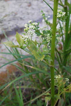 Apium graveolens \ Sellerie / Celery, D Ubstadt 5.7.2013