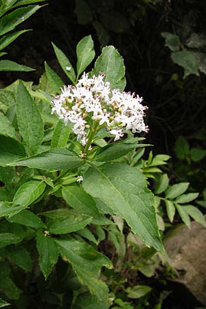 Sambucus ebulus \ Zwerg-Holunder, Attich / Dwarf Elder, D Mannheim 25.8.2014