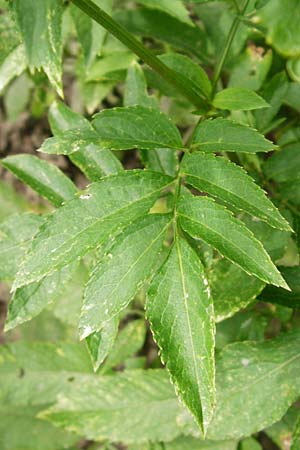 Sambucus ebulus \ Zwerg-Holunder, Attich / Dwarf Elder, D Mannheim 25.8.2014