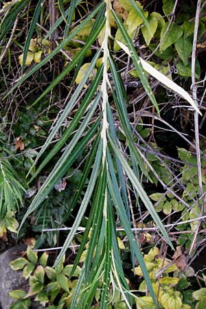 Salix viminalis \ Korb-Weide / Common Osier, D Mannheim 2.10.2014