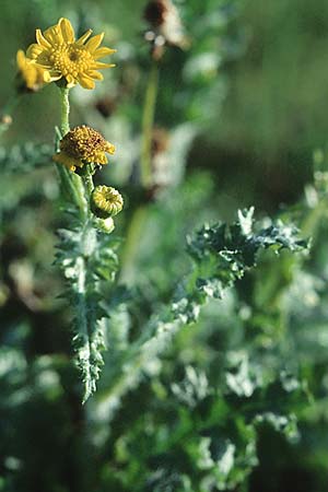 Senecio vernalis \ Frhlings-Greiskraut / Eastern Groundsel, D Mannheim 6.11.2005