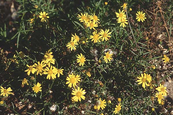 Senecio inaequidens \ Schmalblttriges Greiskraut / Narrow-Leaved Ragwort, D Mannheim 6.11.2005