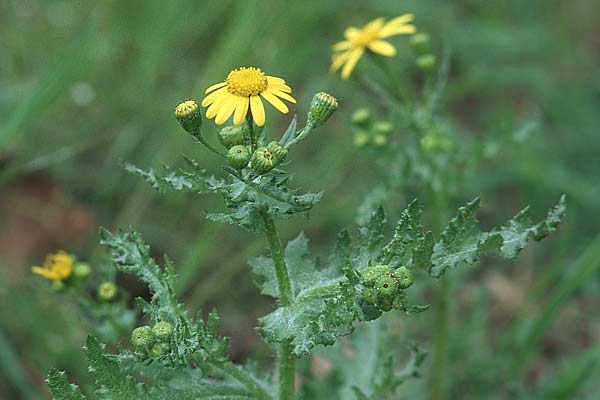 Senecio vernalis \ Frhlings-Greiskraut / Eastern Groundsel, D Schwetzingen 1.5.2006
