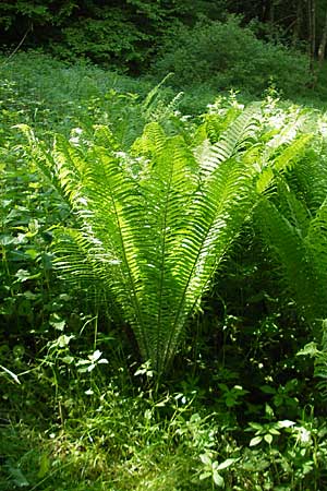 Matteuccia struthiopteris \ Strau-Farn / Ostrich Fern, D Odenwald, Langenthal 18.5.2009