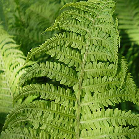 Matteuccia struthiopteris \ Strau-Farn / Ostrich Fern, D Odenwald, Langenthal 18.5.2009