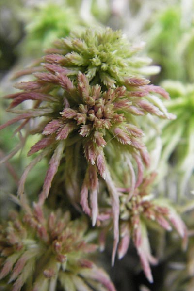 Sphagnum palustre \ Sumpf-Torfmoos / Prairie Sphagnum, D Odenwald, Beerfelden 21.8.2009