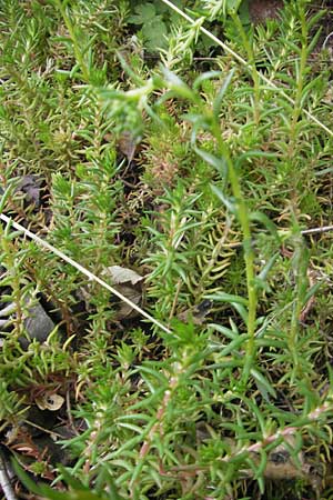 Sedum forsterianum \ Zierliche Felsen-Fetthenne / Rock Stonecrop, Welsh Stonecrop, D Idar-Oberstein 14.5.2011