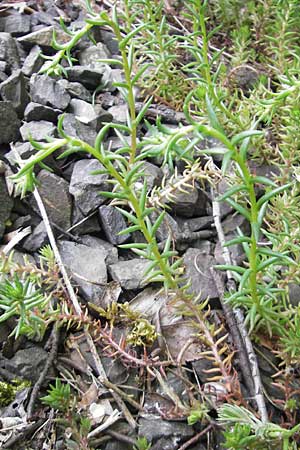 Sedum forsterianum \ Zierliche Felsen-Fetthenne / Rock Stonecrop, Welsh Stonecrop, D Idar-Oberstein 14.5.2011