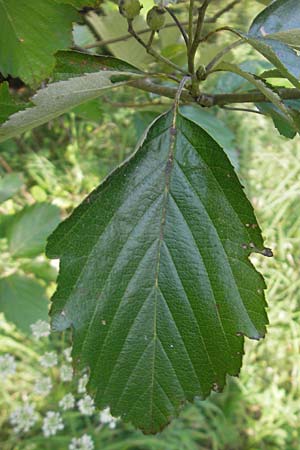 Sorbus franconica \ Frnkische Mehlbeere / Franconian Whitebeam, D Franken/Franconia Ebermannstadt 6.8.2011