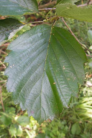 Sorbus franconica \ Frnkische Mehlbeere / Franconian Whitebeam, D Franken/Franconia Ebermannstadt 6.8.2011