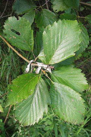 Sorbus franconica \ Frnkische Mehlbeere / Franconian Whitebeam, D Franken/Franconia Ebermannstadt 6.8.2011