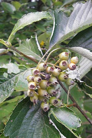 Sorbus franconica \ Frnkische Mehlbeere / Franconian Whitebeam, D Franken/Franconia Ebermannstadt 6.8.2011