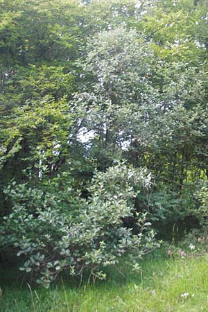 Sorbus franconica \ Frnkische Mehlbeere / Franconian Whitebeam, D Franken/Franconia Ebermannstadt 6.8.2011