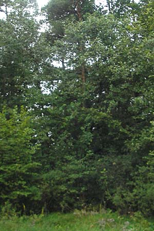 Sorbus franconica \ Frnkische Mehlbeere / Franconian Whitebeam, D Franken/Franconia Leutenbach 7.8.2011