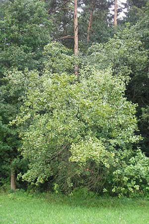 Sorbus franconica \ Frnkische Mehlbeere / Franconian Whitebeam, D Franken/Franconia Leutenbach 7.8.2011