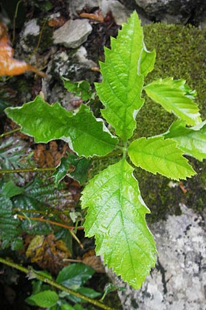 Sorbus franconica \ Frnkische Mehlbeere / Franconian Whitebeam, D Franken/Franconia Leutenbach 7.8.2011