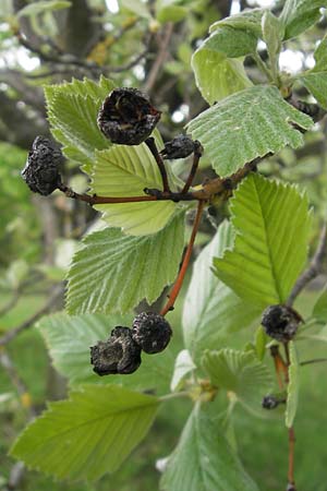 Sorbus fischeri \ Ries-Mehlbeere / Ries Whitebeam, D Harburg in Schwaben 6.5.2012
