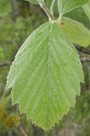Sorbus fischeri \ Ries-Mehlbeere / Ries Whitebeam, D Harburg in Schwaben 6.5.2012