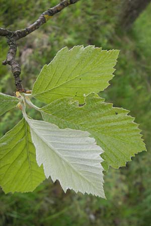 Sorbus fischeri \ Ries-Mehlbeere / Ries Whitebeam, D Harburg in Schwaben 6.5.2012