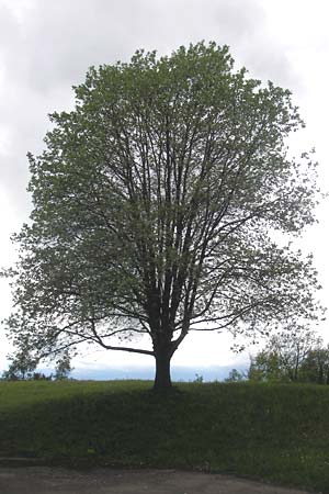 Sorbus fischeri \ Ries-Mehlbeere / Ries Whitebeam, D Harburg in Schwaben 6.5.2012