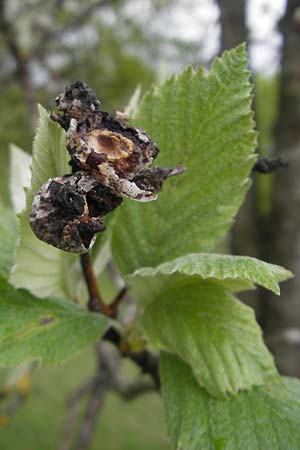 Sorbus fischeri \ Ries-Mehlbeere / Ries Whitebeam, D Harburg in Schwaben 6.5.2012