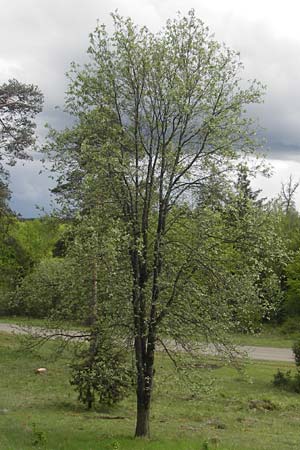 Sorbus fischeri \ Ries-Mehlbeere / Ries Whitebeam, D Harburg in Schwaben 6.5.2012