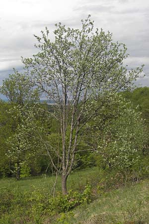 Sorbus fischeri \ Ries-Mehlbeere / Ries Whitebeam, D Harburg in Schwaben 6.5.2012