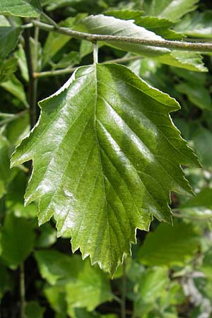 Sorbus franconica \ Frnkische Mehlbeere / Franconian Whitebeam, D Franken/Franconia Leutenbach 17.5.2012