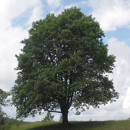 Sorbus fischeri \ Ries-Mehlbeere / Ries Whitebeam, D Harburg in Schwaben 9.6.2012