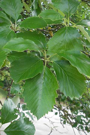 Sorbus fischeri \ Ries-Mehlbeere / Ries Whitebeam, D Harburg in Schwaben 9.6.2012