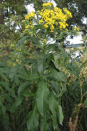 Senecio fluviatilis \ Fluss-Greiskraut / Broad-Leaved Ragwort, D Hochheim am Main 28.7.2013