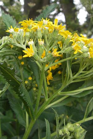 Senecio fluviatilis \ Fluss-Greiskraut / Broad-Leaved Ragwort, D Hochheim am Main 28.7.2013