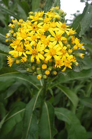 Senecio fluviatilis \ Fluss-Greiskraut / Broad-Leaved Ragwort, D Hochheim am Main 28.7.2013