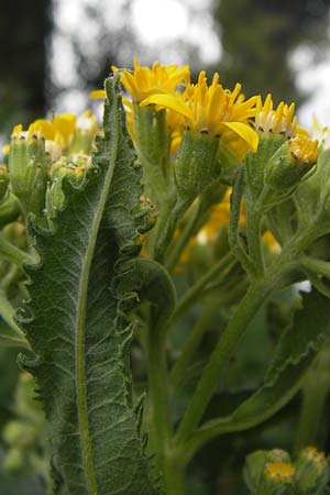 Senecio fluviatilis \ Fluss-Greiskraut / Broad-Leaved Ragwort, D Hochheim am Main 28.7.2013