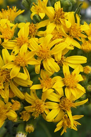 Senecio fluviatilis \ Fluss-Greiskraut / Broad-Leaved Ragwort, D Hochheim am Main 28.7.2013
