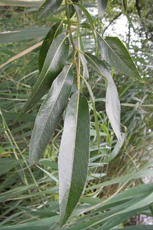Salix fragilis \ Bruch-Weide / Crack Willow, D Thüringen, Niederdorla 11.8.2013