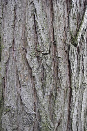 Salix fragilis \ Bruch-Weide / Crack Willow, D Thüringen, Niederdorla 11.8.2013