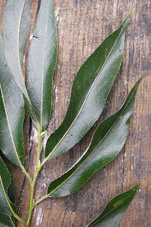 Salix fragilis \ Bruch-Weide / Crack Willow, D Thüringen, Niederdorla 11.8.2013
