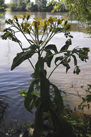 Senecio fluviatilis \ Fluss-Greiskraut / Broad-Leaved Ragwort, D Flörsheim am Main 17.8.2013