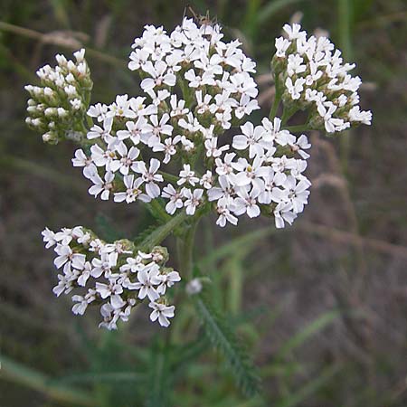 Achillea millefolium agg. \ Gemeine Schafgarbe / Yarrow, D Darmstadt 17.6.2009
