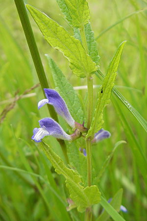 Scutellaria galericulata \ Sumpf-Helmkraut, Kappen-Helmkraut / Skullcap, D Groß-Gerau 20.6.2009