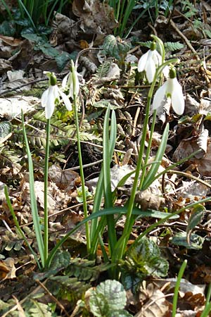 Galanthus nivalis \ Echtes Schneeglckchen / Snowdrop, D Mannheim-Pfingstberg 5.3.2011