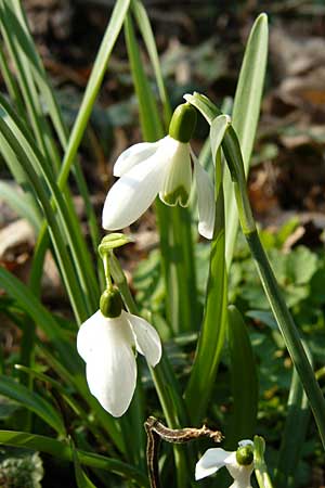 Galanthus nivalis \ Echtes Schneeglckchen / Snowdrop, D Mannheim-Pfingstberg 5.3.2011