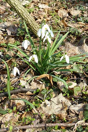 Galanthus nivalis \ Echtes Schneeglckchen / Snowdrop, D Mannheim-Pfingstberg 5.3.2011